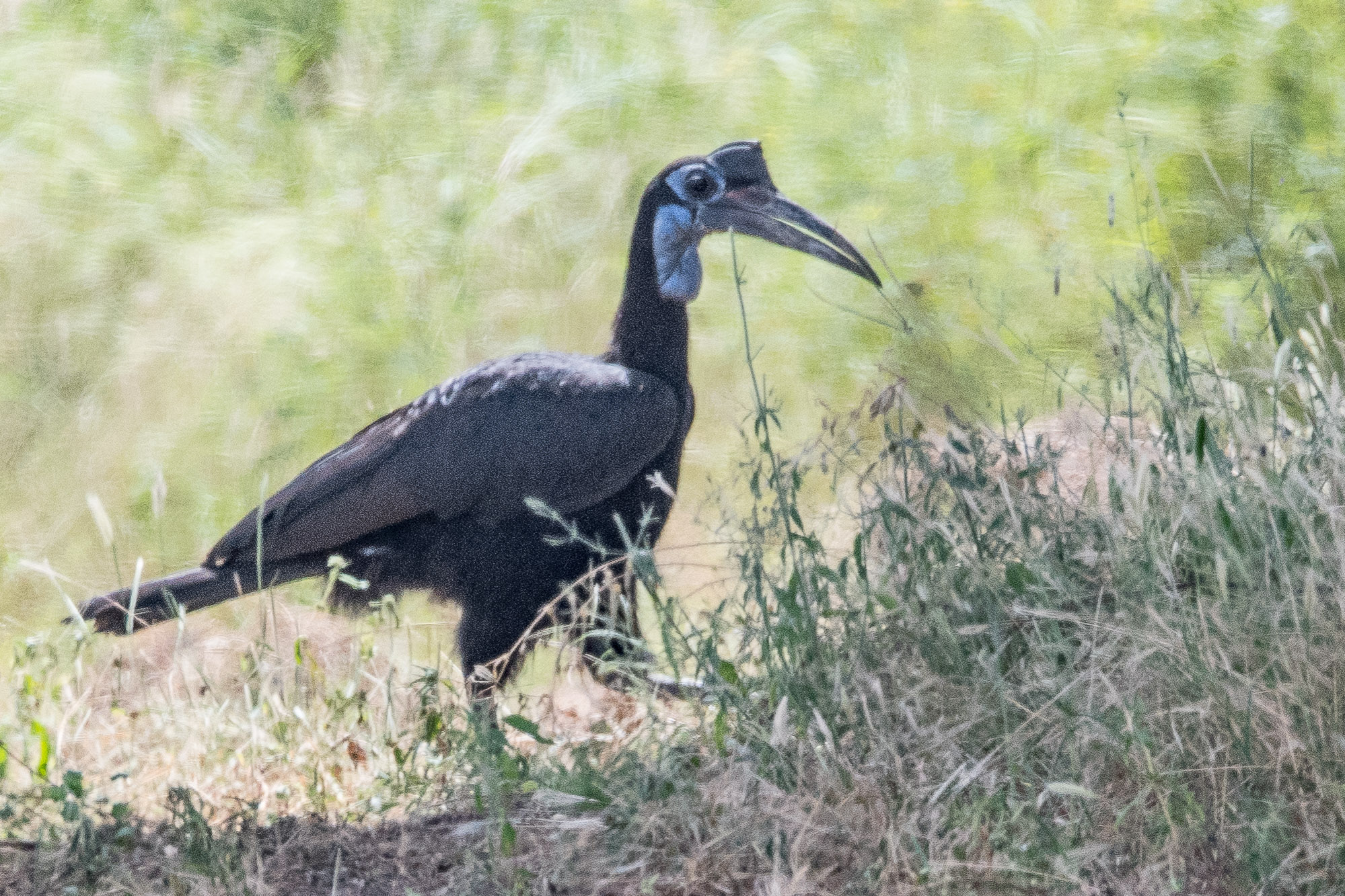 Bucorve d'Abyssinie (Abyssinian ground Hornbill, Bucorvus Abyssinicus), femelle adulte, Région de Kaolack, Sénégal.